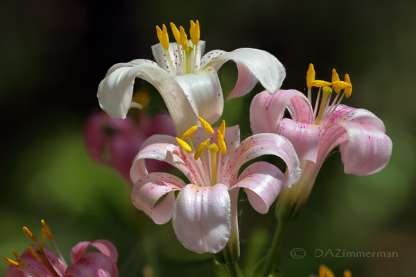 Liliaceae