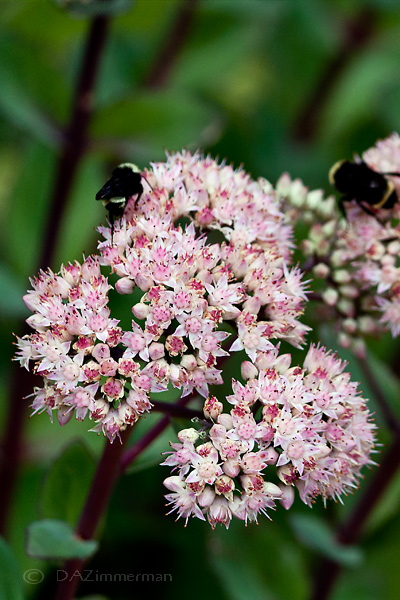 Asclepiadaceae