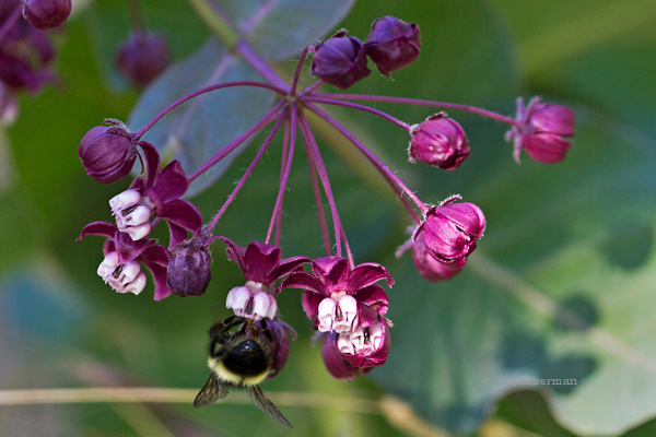 Asclepiadaceae