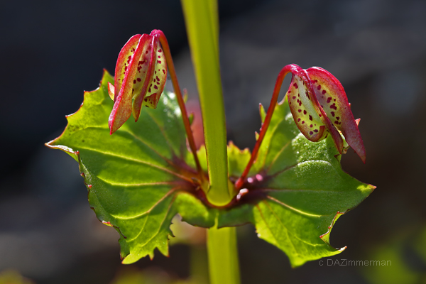 Monkey Flower seedpod
