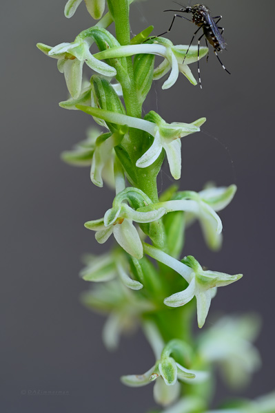 Orchidaceae