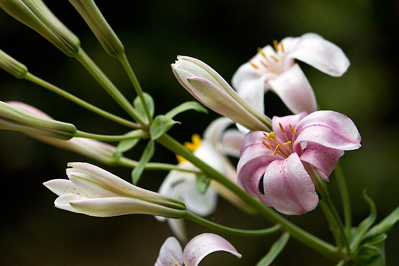 Redwood lily
