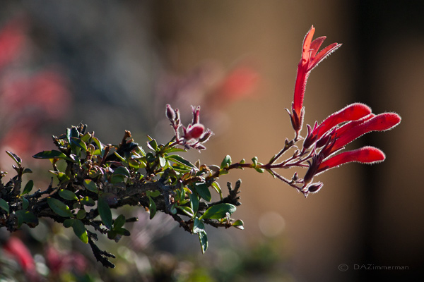 Plantaginaceae7
