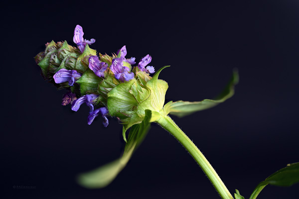 Themidaceae