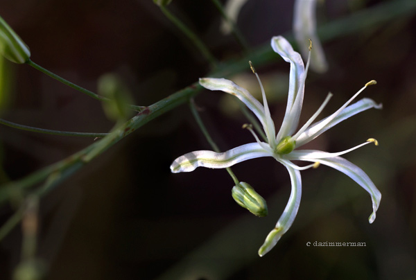 Agavaceae