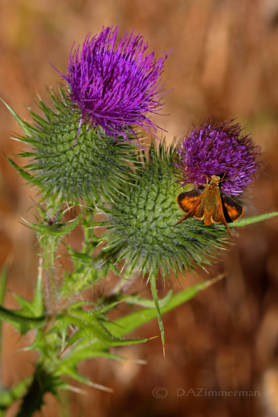 Asteraceae