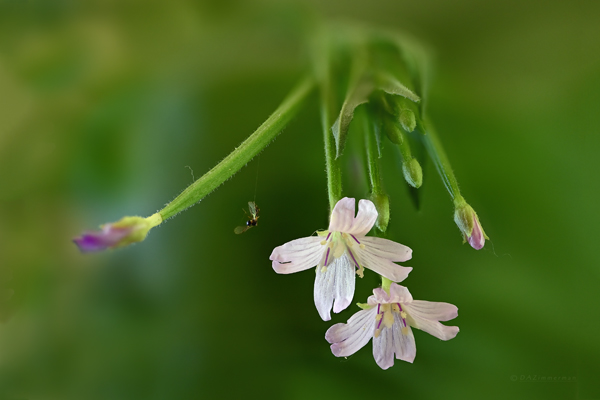 Onagraceae