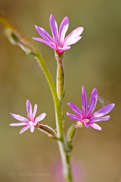 Onagracea