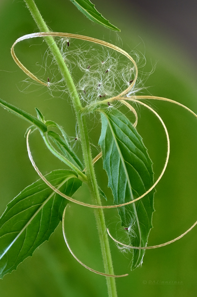 Onagraceae