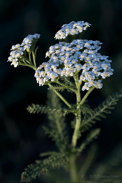 Compositae