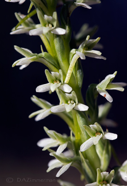 Orchidaceae6