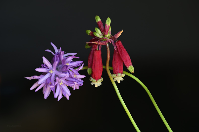 Ookow and Firecracker