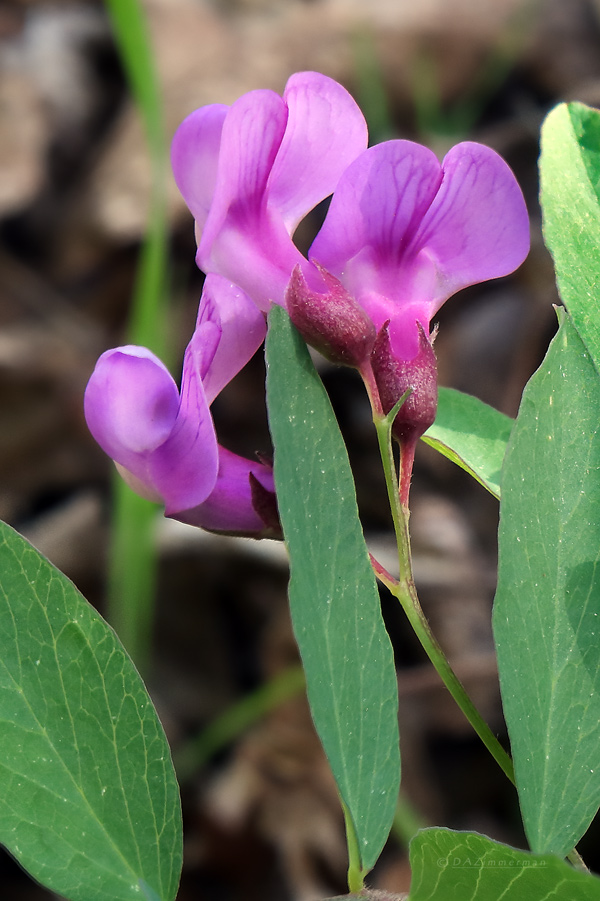 Vicia americana,Fabaceae