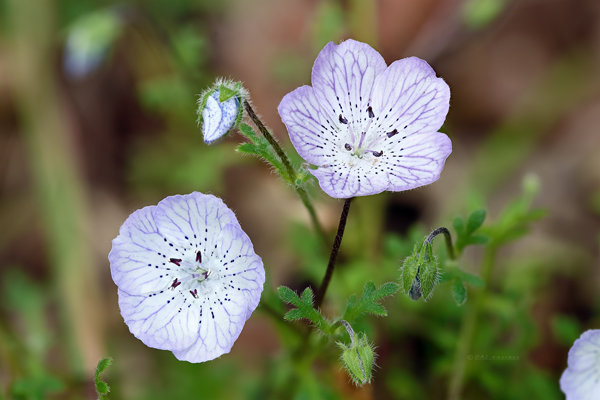Hydrophyllaceae