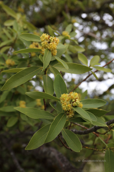 Lauraceae