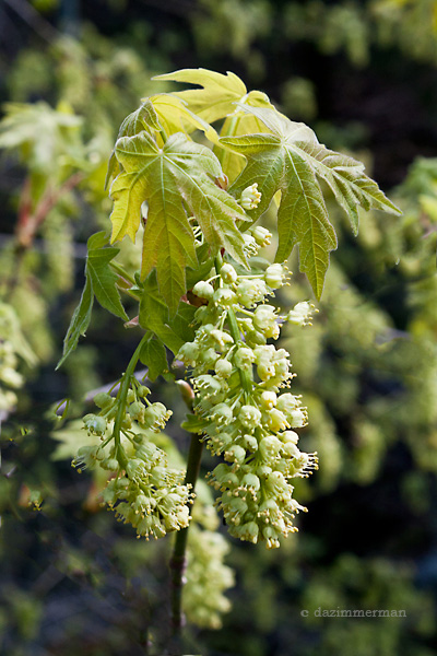 Aceraceae
