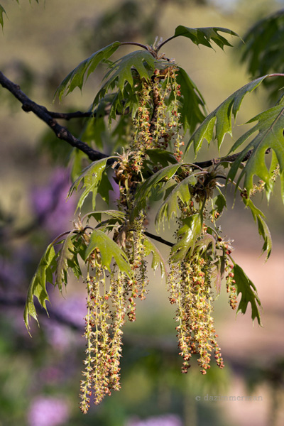Fagaceae