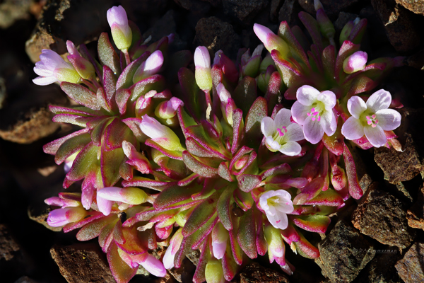 Montiaceae