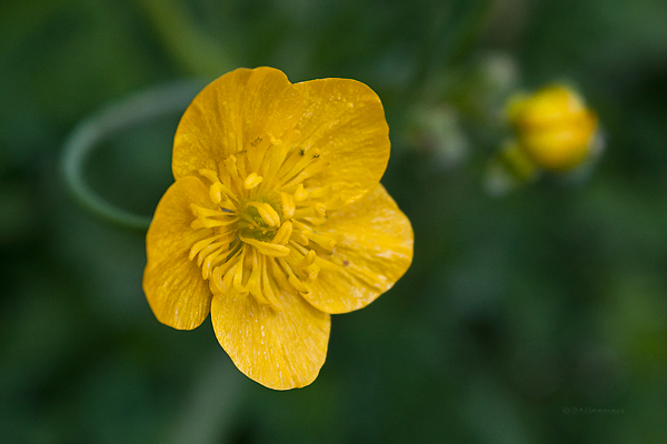 Buttercup, Ranunculaceae