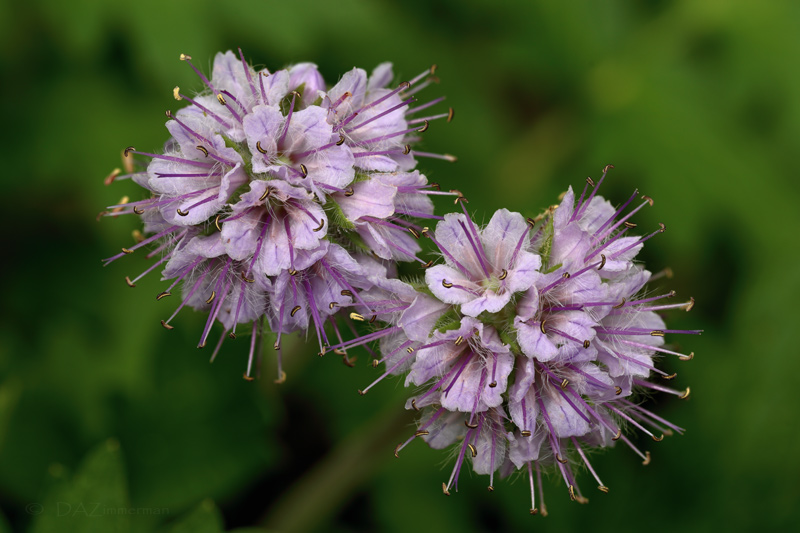 California Waterleaf,Hydrophyllum_occidentale,Hydrophyllaceae