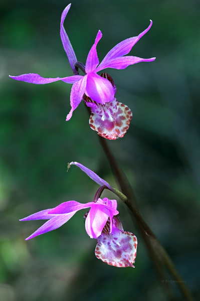 Boraginaceae