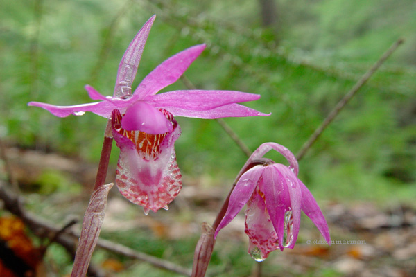 Orchidaceae