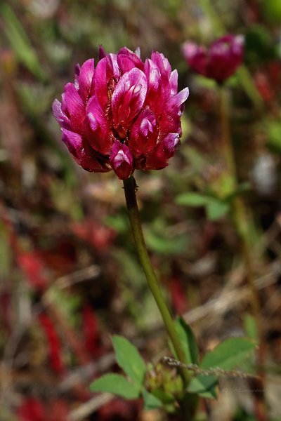 Foothill Clover