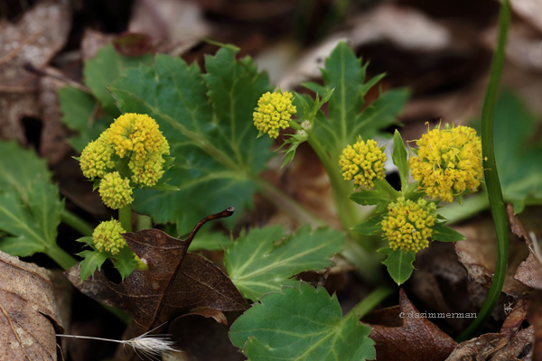 Apiaceae