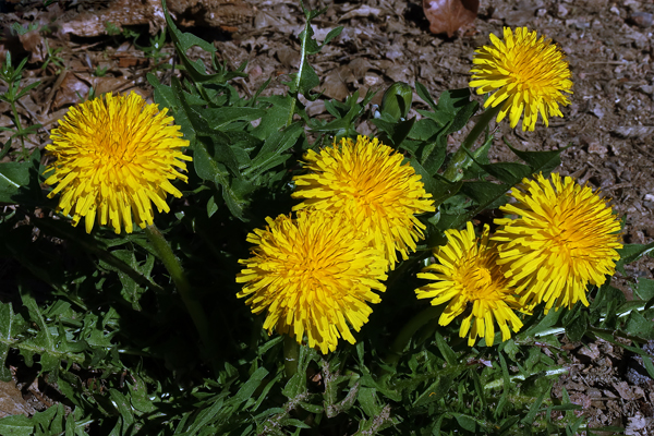 Asteracea