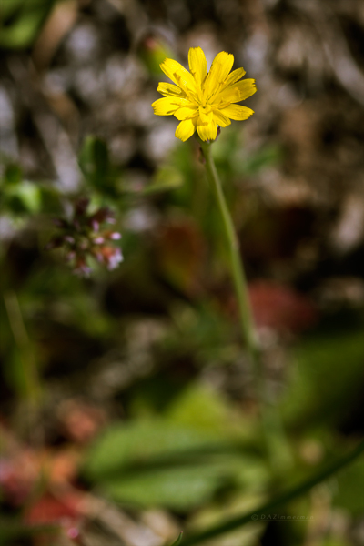 Asteraceae