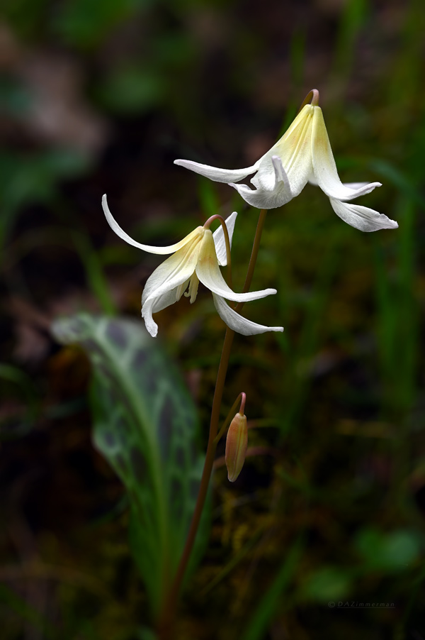 Liliaceae
