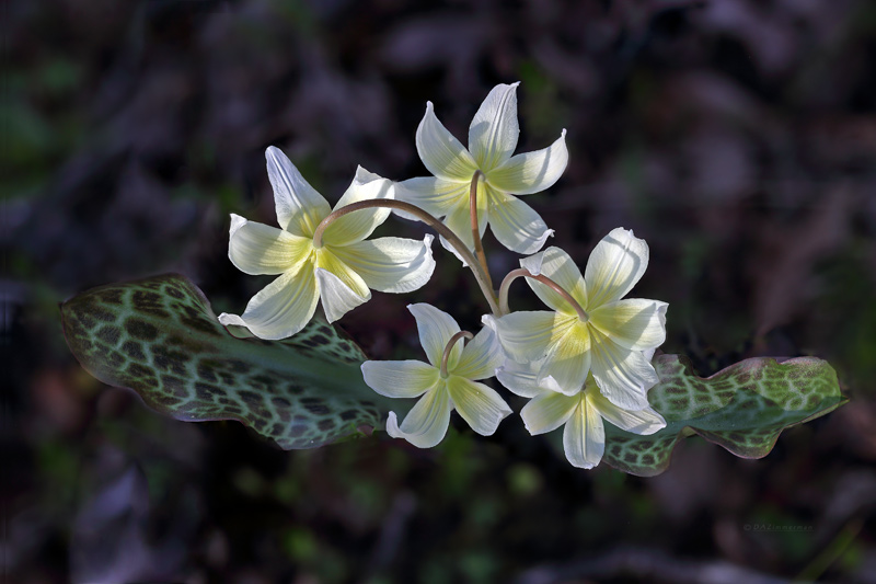 Lily,Liliaceae