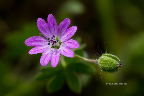 Geramoaceae