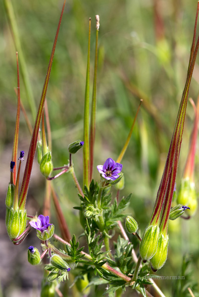 Geramoaceae