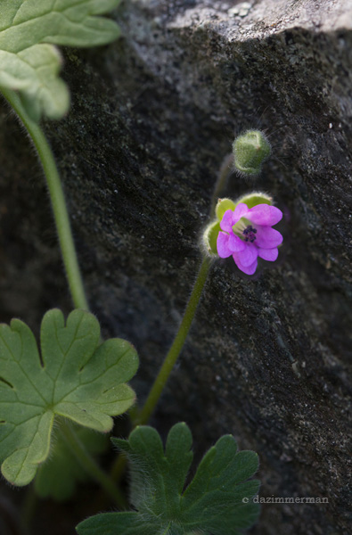 Geramoaceae