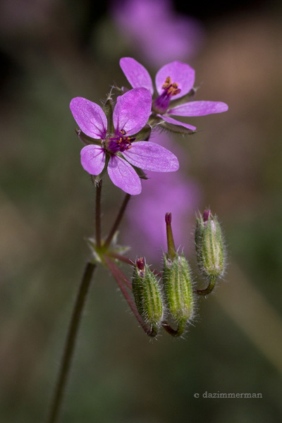 Geramoaceae