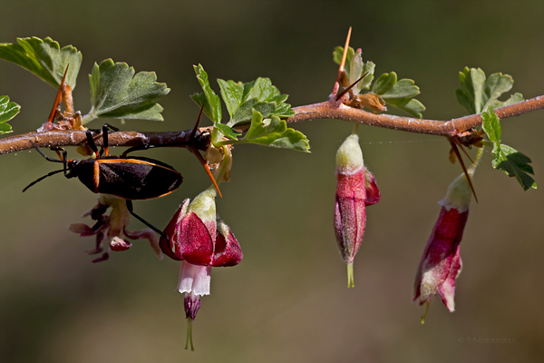 Grossulariaceae