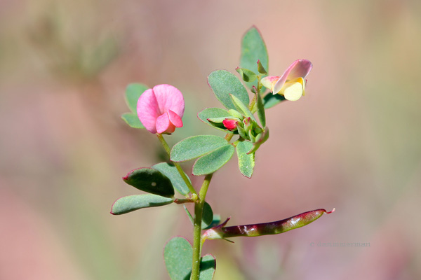Fabaceae