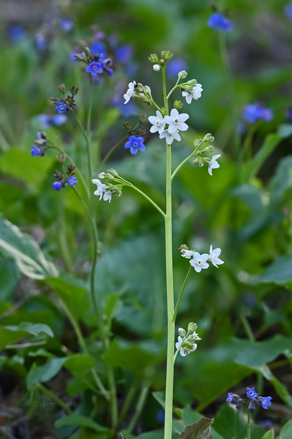 Boraginaceae