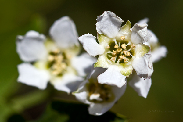 Rosaceae