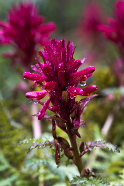Scrophulariaceae
