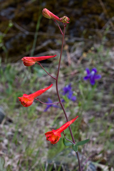 Ranunculaceae