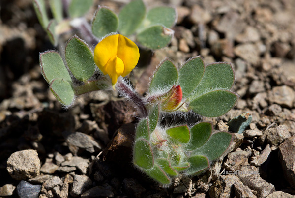 Fabaceae