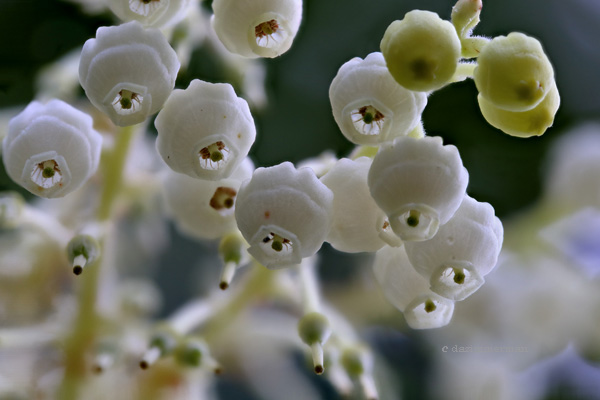 Ericaceae