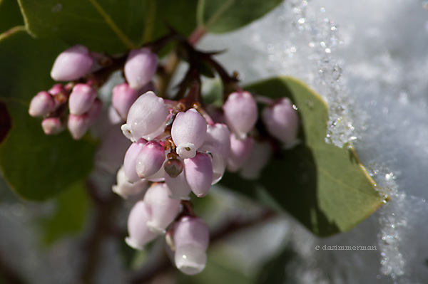 Ericaceae