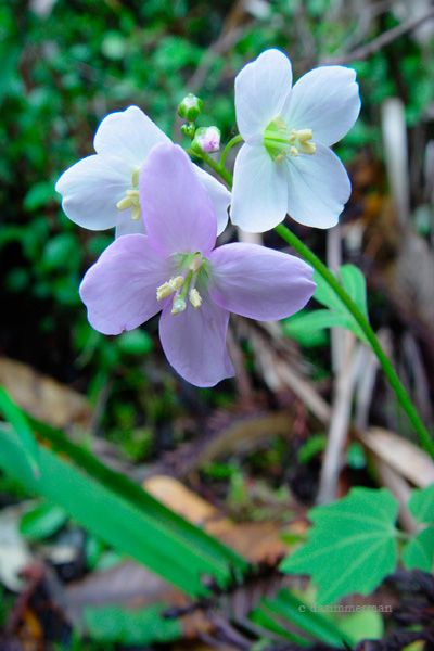 Brassicaceae
