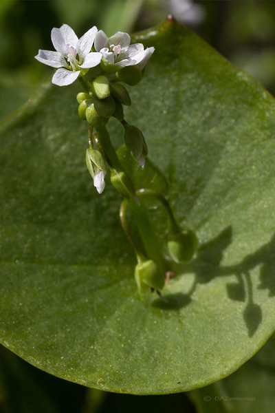 Montiaceae