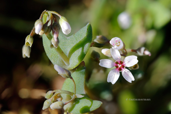 Montiaceae