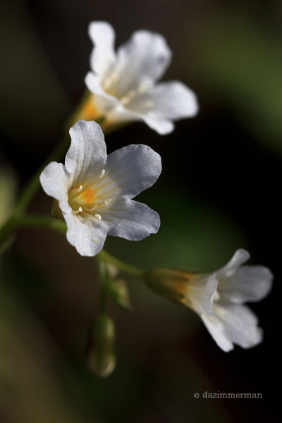 California Mistmaiden,Hydrophyllaciae