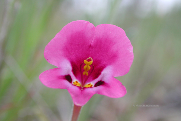 Scrophulariaceae